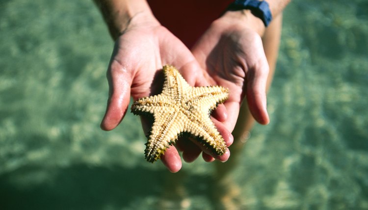 Choosing the right college for marine biology is a critical step.