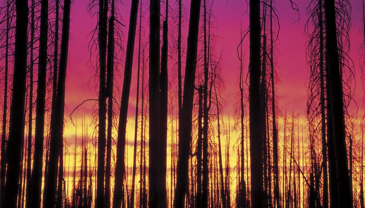 Fires can devastate a forest, but eventually new life moves in and the ecosystem heals.