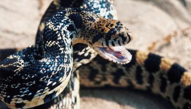 Bull Snake Habitats | Animals - mom.me