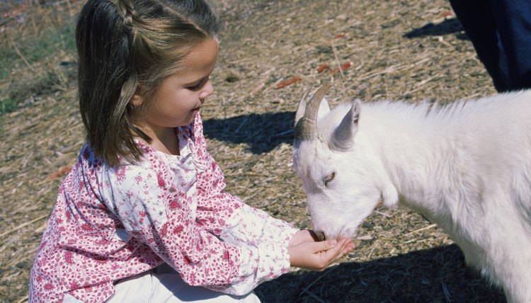 Take your preschool kid to a petting zoo or working farm and give them some hands-on experience.