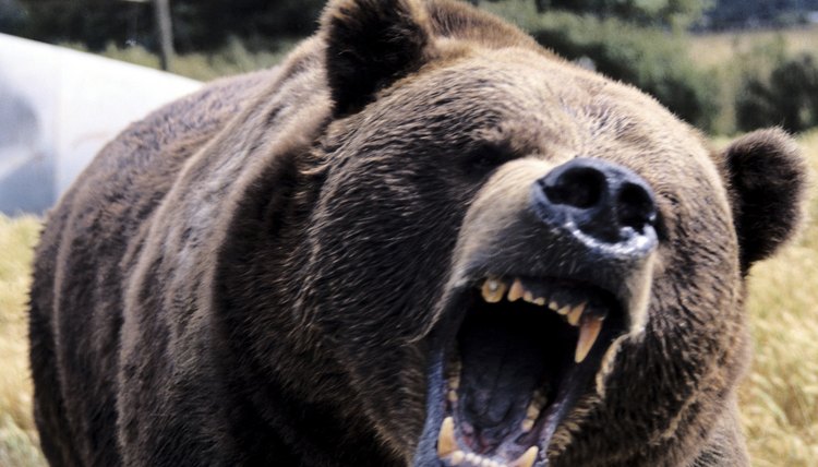 A bear can growl and chase you, and you'll need a compound predicate to tell the tale.