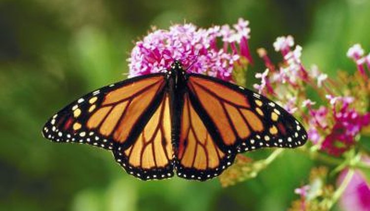 Can You Do Anything to Help a Butterfly's Broken Wing? | Animals - mom.me