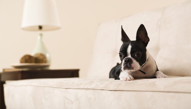 DailyPuppy article image