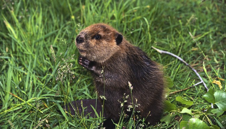 How Were Beaver Skins Used in the 1800s? | Synonym