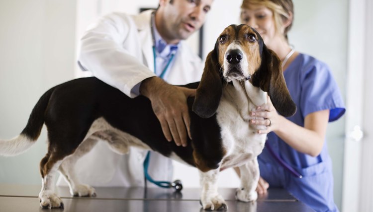 What Different Kinds of Veterinarians Are There? | Career Trend