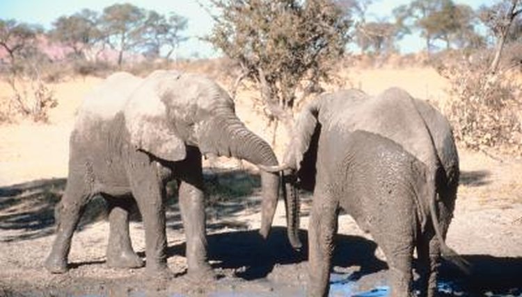 How Do Elephants Get Water During the Dry Season ...