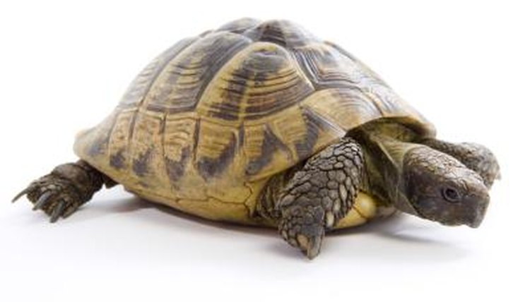 The Best Heat Lights for Tortoises | Animals - mom.me