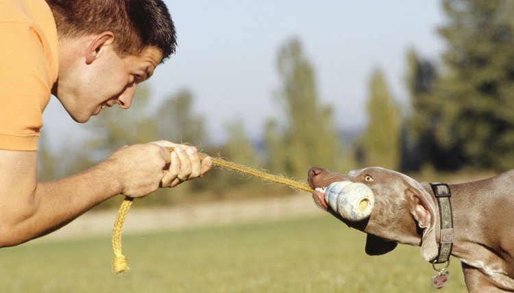 DailyPuppy article image