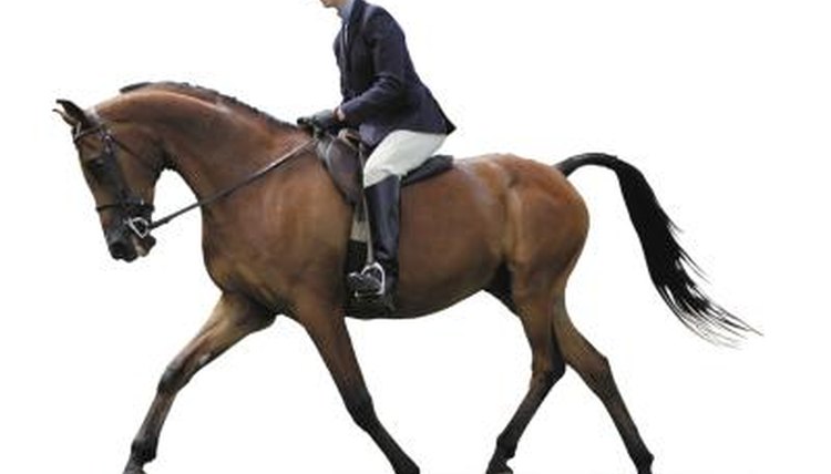 how-to-hold-the-reins-in-english-riding-animals-mom-me