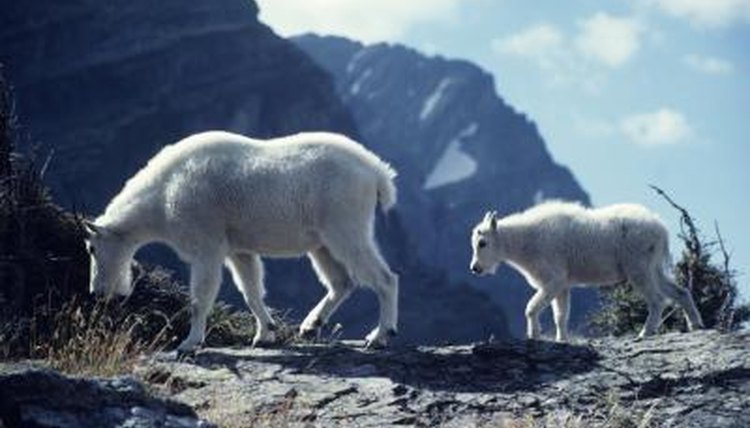 composer of animals in the tundra