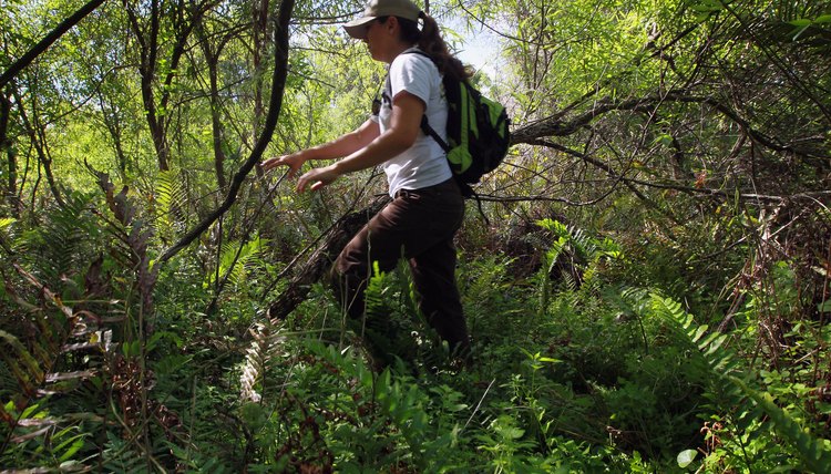 Degrees in wildlife biology, zoology and ecology prepare you for a career as a wildlife biologist.