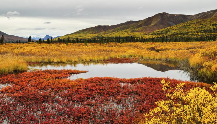 Biotic & Abiotic Factors in the Tundra | Synonym