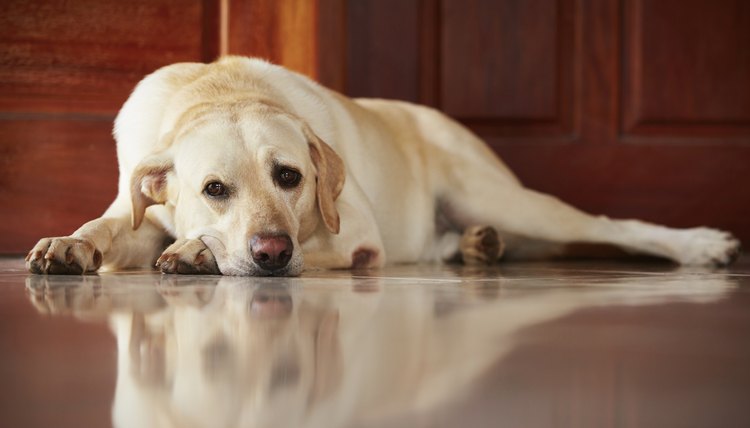 what-are-the-signs-of-kidney-failure-in-senior-dogs-animals-mom-me