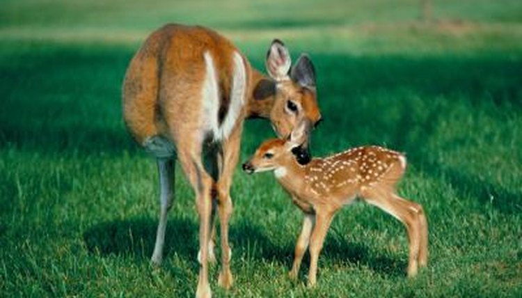 The Characteristics of Doe or Female Deer | Animals - mom.me