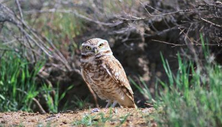 why-are-burrowing-owls-on-the-endangered-species-list-animals-mom-me