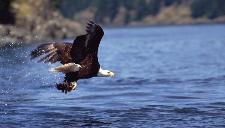 Catching a fish with talons while flying is one way the eagle survives.