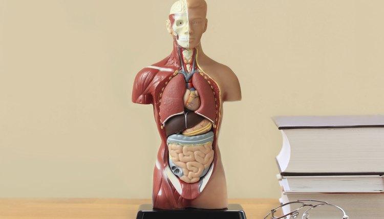 Anatomy model on table beside pile of books.