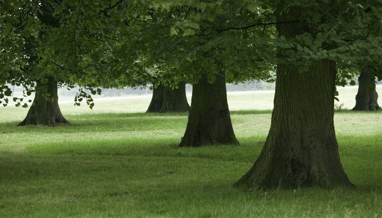 Trees are metaphors.