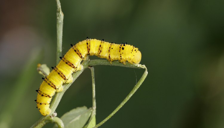 Caterpillar Care – A Comprehensive Guide to Nurturing Nature’s Metamorphosis