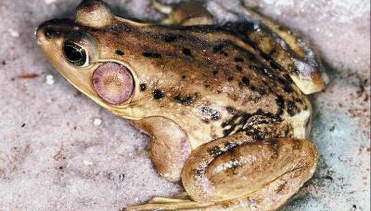 Why Do Amphibians Have Thin & Moist Skin? | Animals - mom.me