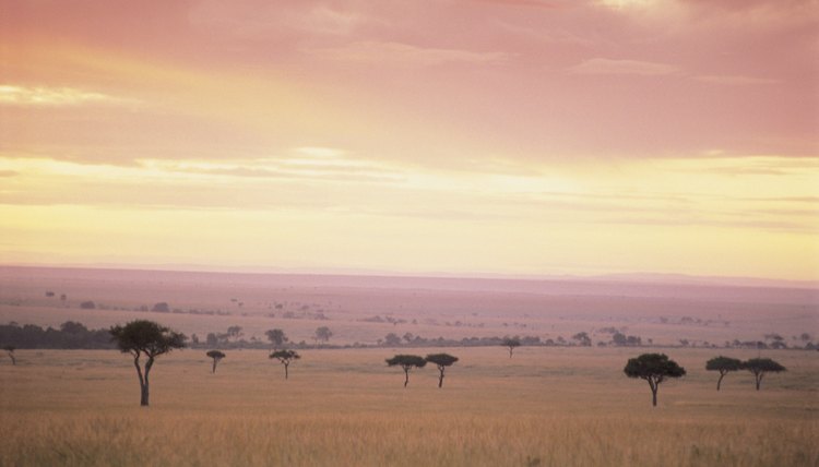 Examples of the Food Chain in the African Savanna | Synonym