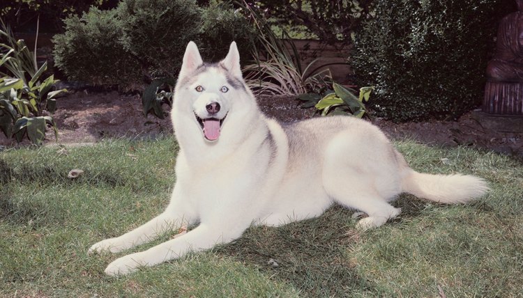 DailyPuppy article image