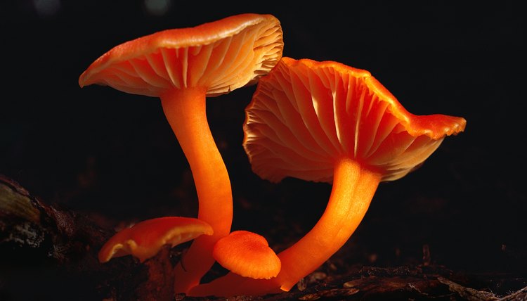 Fungi decompose dead matter, releasing nutrients back into the food chain.