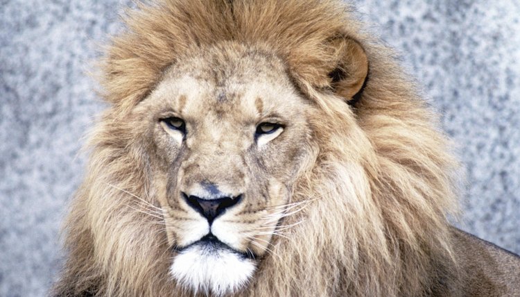 The lion is a key symbol of Rastafarianism.