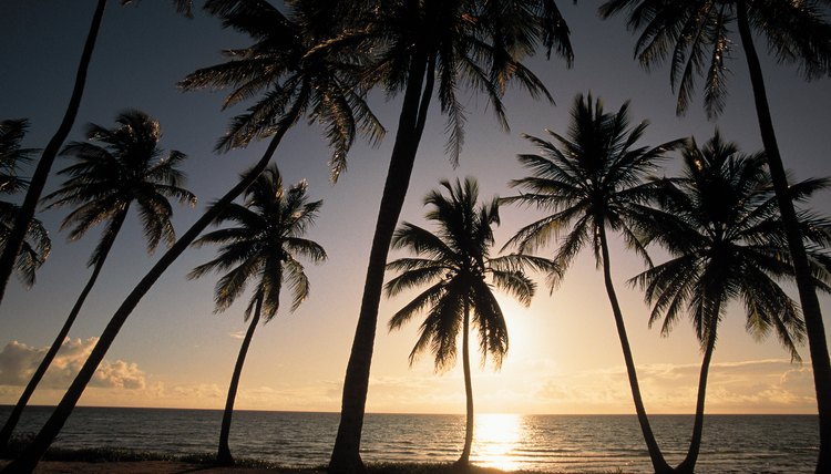 Silhouette of palm trees at sunset , Andros , Bahamas