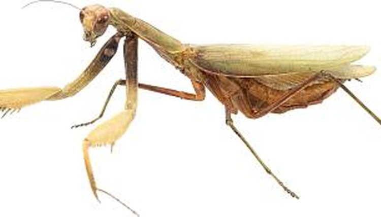 What Does a Praying Mantis Look Like? | Animals - mom.me