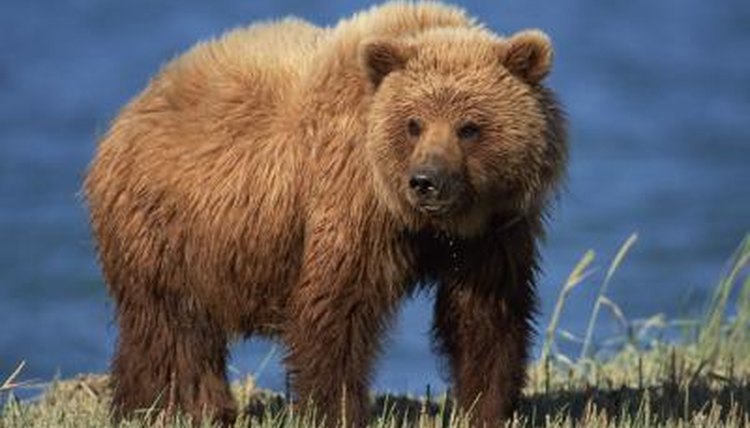 Image result for ABOUT BROWN BEAR'S LIFE