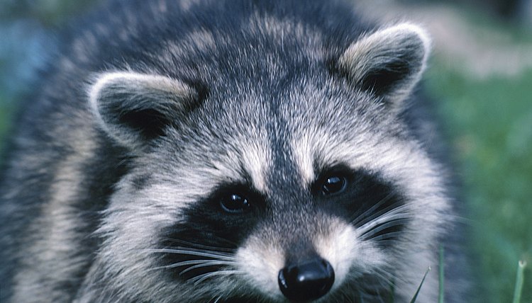 A raccoon can seem like a thief in the night.