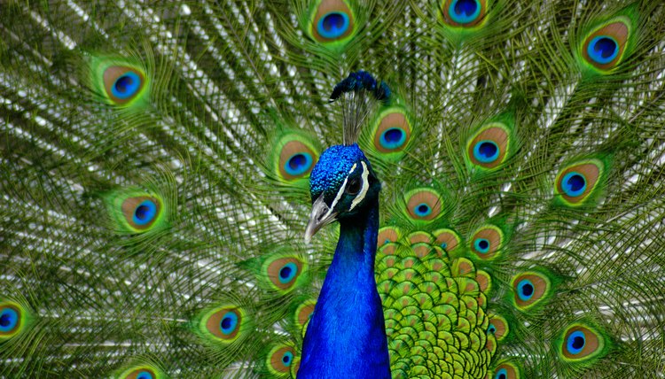 How to Care for Peacocks | Animals - mom.me