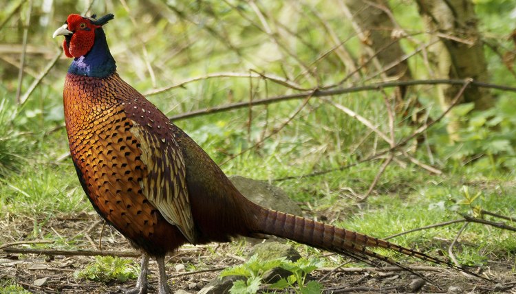 How To Build Pheasant Pens Animals Mom Me