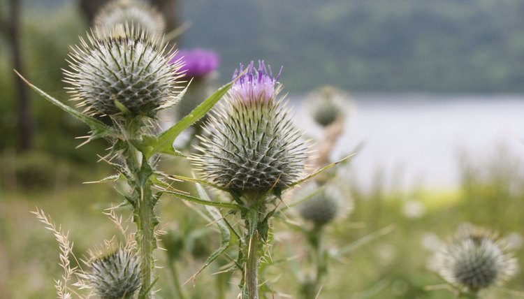 What Is The National Flower Of Scotland Synonym