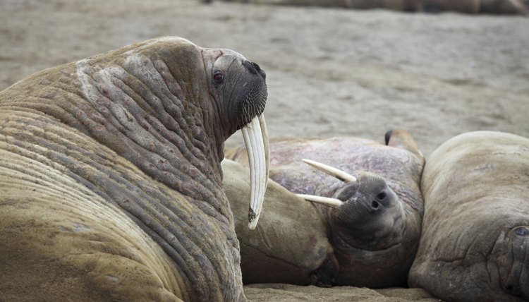 A marine mammal peddling ring was recently busted for illegally selling tusks.