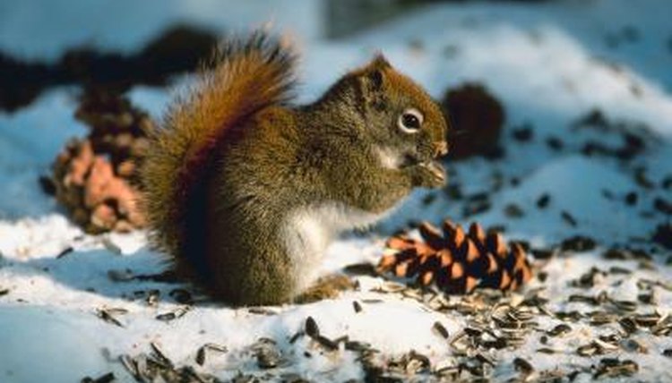 what-time-of-the-year-do-squirrels-come-out-animals-mom-me