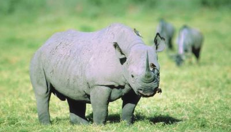 What Do the Rhinos Eat Normally? | Animals - mom.me