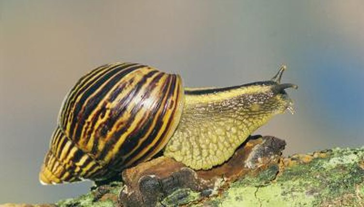 Sleeping Habits of Snails | Animals - mom.me