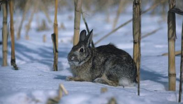 How Long Does A Cottontail Rabbit Live