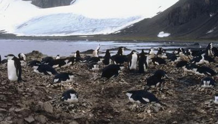 Physical Characteristics Of The Chinstrap Penguin Animals Mom me physical-characteristics-of-the-chinstrap-penguin-animals-mom-me