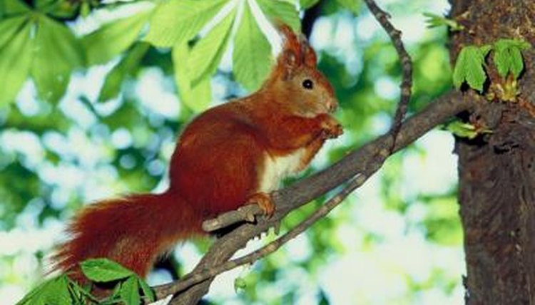 germany exotic animal germany exotic animal