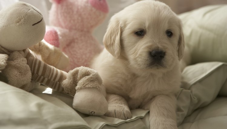 DailyPuppy article image