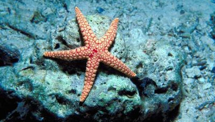 Starfish And Their Babies Animals Momme