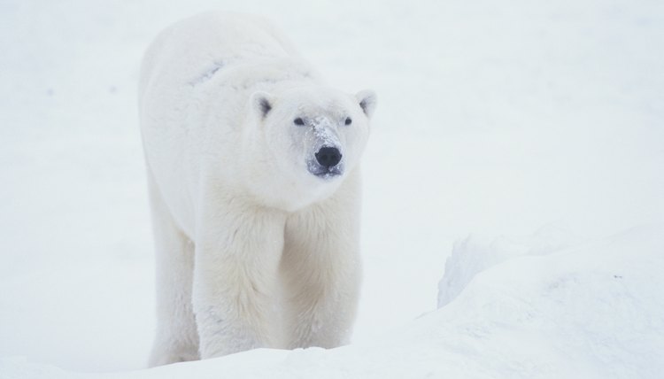 Show how blubber keeps polar bears warm.