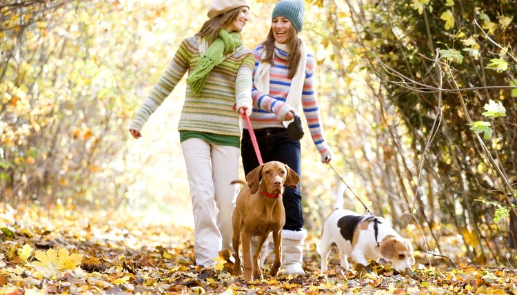 Two teenage girls walking with their dogs in a park