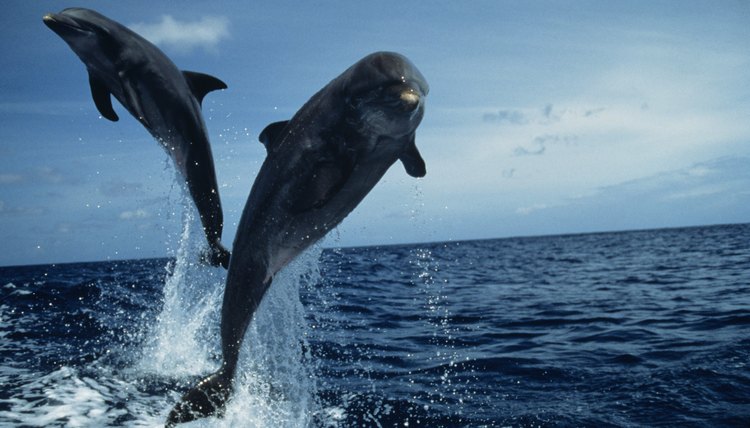 Dolphins captivate preschoolers, and so will these crafts.