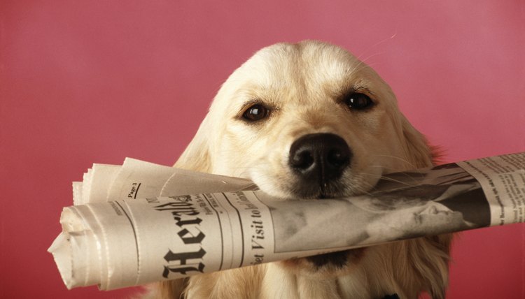 DailyPuppy article image
