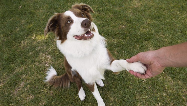 DailyPuppy article image