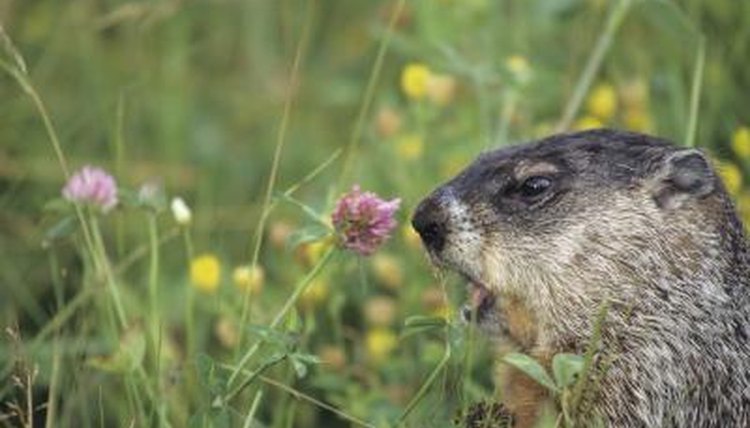 A Groundhog's Diet | Animals - mom.me